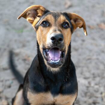 Clara -  Mixed Breed Dog for Adoption in Tyler, Texas - Clara | PetCurious
