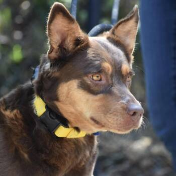 Mixed Breed Dogs Available for Adoption in Asheville, North Carolina - Tempest | PetCurious