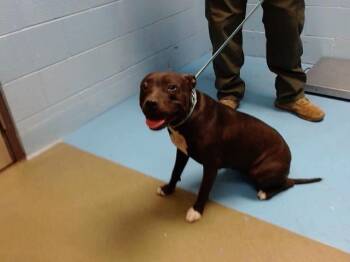 Rescue Pit Bull Terrier Dogs for Adoption in Moreno Valley, California - A546549 | PetCurious