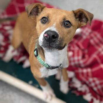 Mixed Breed Dogs Available for Adoption in West Olive, Michigan - Jalopy | PetCurious