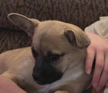 Rescue Mixed Breed Dogs for Adoption in Fort Stockton, Texas - Beatrice | PetCurious