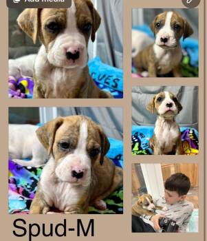 Boxer Dogs Available for Adoption - Spud | PetCurious