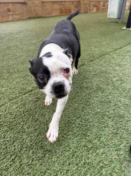 Granger -  Boston Terrier Dog for Adoption in Seguin, Texas - Granger | PetCurious