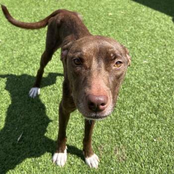 Mixed Breed Dogs Available for Adoption in Jupiter, Florida - Godiva | PetCurious