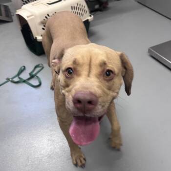 Gracie -  American Staffordshire Terrier Dog for Adoption in Mount Vernon, Indiana - Gracie | PetCurious