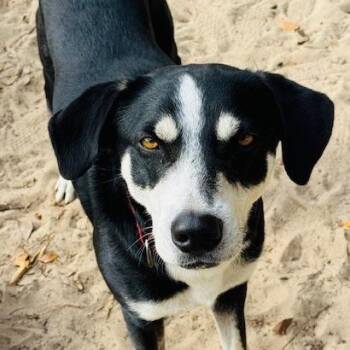 Mixed Breed Dogs Available for Adoption in Williston, Florida - Mickey | PetCurious