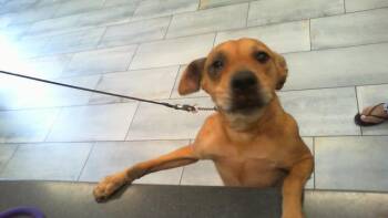 PENELOPE -  Labrador Retriever and Beagle Dog for Adoption in Charlotte, North Carolina - PENELOPE | PetCurious