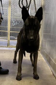 Rescue Belgian Shepherd Malinois Dogs for Adoption in Camarillo, California - SHAW | PetCurious
