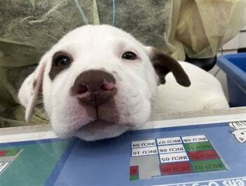 Mixed Breed Dogs Available for Adoption in Dallas, Texas - FUDGE | PetCurious