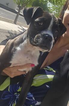 Boxer Dogs Available for Adoption in Albuquerque, New Mexico - Nala | PetCurious