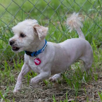 Kobe -  Shih Tzu and Mixed Breed Dog for Adoption in Wimberley, Texas - Kobe | PetCurious