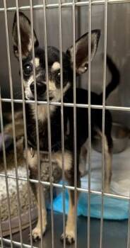 Petey -  Chihuahua Dog for Adoption in Creston, California - Petey | PetCurious