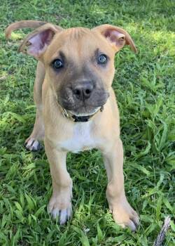 Bert -  Cattle Dog and Vizsla Dog for Adoption in Gilbert, Arizona - Bert | PetCurious