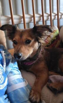 Rescue Terrier Dogs for Adoption in Plymouth, Michigan - Luna (PW 1530) | PetCurious