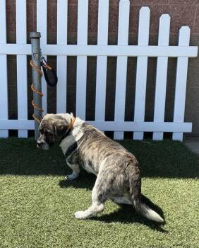 CYBER -  French Bulldog and Poodle Dog for Adoption in Modesto, California - CYBER | PetCurious