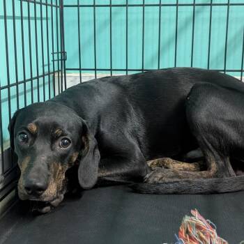 Coonhound Dogs Available for Adoption in Jefferson City, Tennessee - Jacques "Jaq" | PetCurious