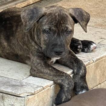 Leo* -  Pit Bull Terrier Dog for Adoption in San Gabriel, California - Leo* | PetCurious