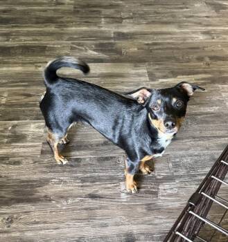 Tia -  Chihuahua and Jack Russell Terrier Dog for Adoption in South Bend, Indiana - Tia | PetCurious