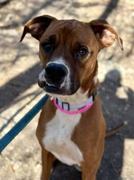 Boxer Dogs Available for Adoption in Manchester, New Hampshire - Kongo In NH! Come Meet Our Adoptable Dogs Wednesday-Saturday. Mo | PetCurious