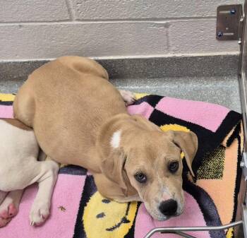 Labrador Retriever Dogs Available for Adoption in Chattanooga, Tennessee - Trisha “Yearwoof” Wigglewood | PetCurious