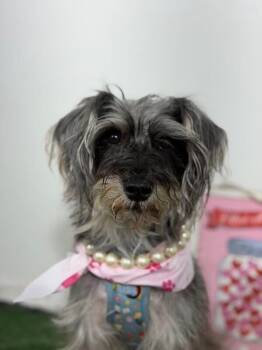 Millie-One of our Amazing Rescue Dogs -  Schnauzer and Mixed Breed Dog for Adoption in Carlsbad, California - Millie-One Of Our Amazing Rescue Dogs | PetCurious