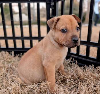 Pit Bull Terrier and Rottweiler Dogs Available for Adoption - Bear | PetCurious