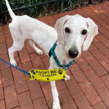 Destine -  Labradoodle and Mixed Breed Dog for Adoption in Chester, Maryland - Destine | PetCurious