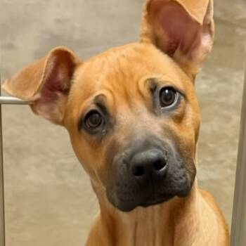 Rescue Boxer and Mixed Breed Dogs for Adoption in Grinnell, Iowa - Frank | PetCurious