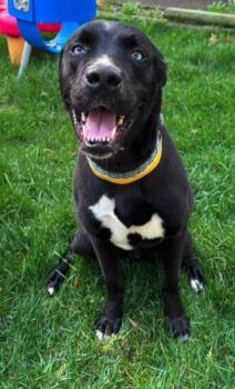 ZZZzzz_Cubert_Courtesy -  Labrador Retriever and Husky Dog for Adoption in Utica, Michigan - ZZZzzz_Cubert_Courtesy | PetCurious