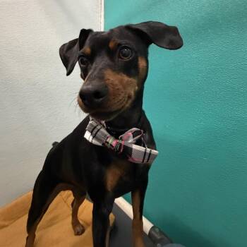 Miniature Pinscher Dogs Available for Adoption - Romeo | PetCurious