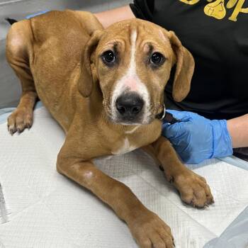 Jenna -  Mixed Breed Dog for Adoption in Summerville, South Carolina - Jenna | PetCurious