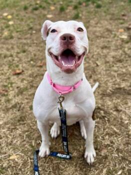 Rescue Mixed Breed Dogs for Adoption in West Chester, Pennsylvania - Sparkles | PetCurious