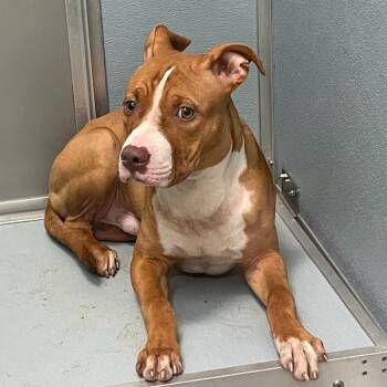 Finley -  Boxer Dog for Adoption in Des Moines, Iowa - Finley | PetCurious