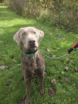 Logan-Not Accepting Applications Yet -  Chocolate Labrador Retriever Dog for Adoption in Medina, Ohio - Logan-Not Accepting Applications Yet | PetCurious