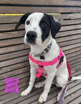 Rescue Cattle Dog and Labrador Retriever Dogs for Adoption in Vancouver, British Columbia - Swift | PetCurious