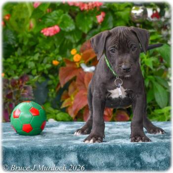 Cedar -  Labrador Retriever Dog for Adoption in Wake Forest, North Carolina - Cedar | PetCurious