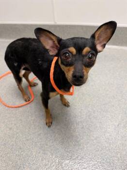 YARA -  Chihuahua Dog for Adoption in Ontario, California - YARA | PetCurious