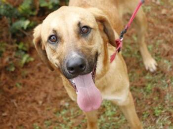 COOPER -  Black Mouth Cur and Bloodhound Dog for Adoption in Tallahassee, Florida - COOPER | PetCurious