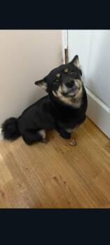 Shiba Inu Dogs Available for Adoption - Opal | PetCurious