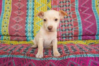 Maisie -  Chihuahua and Mixed Breed Dog for Adoption in San Antonio, Texas - Maisie | PetCurious