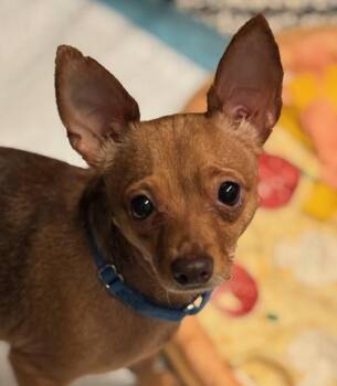 Tarahumara -  Chihuahua Dog for Adoption in Golden, Colorado - Tarahumara | PetCurious