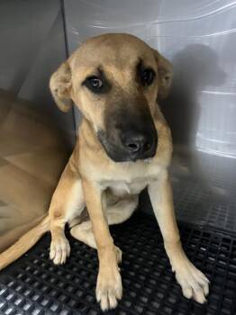 Mixed Breed Dogs Available for Adoption in Dallas, Texas - NYLA | PetCurious