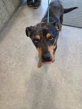 Cajun -  Cattle Dog and Mixed Breed Dog for Adoption in Bossier City, Louisiana - Cajun | PetCurious