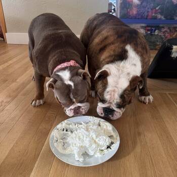 English Bulldog Dogs Available for Adoption in Tacoma, Washington - Moose & Hazel (Bonded Pair) | PetCurious