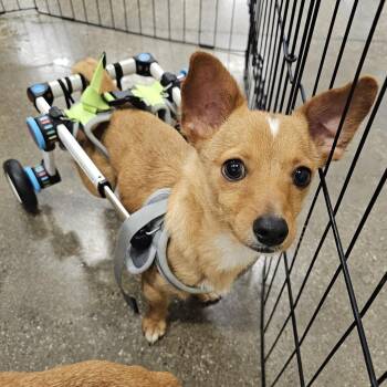 Pepe -  Chihuahua Dog for Adoption in Apple Valley, California - Pepe | PetCurious