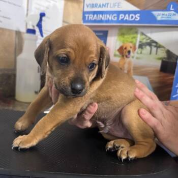 Grumpy -  Basset Hound and Mixed Breed Dog for Adoption in Eureka Springs, Arkansas - Grumpy | PetCurious