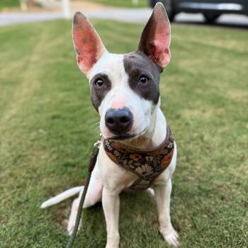Rescue Mixed Breed Dogs for Adoption in Greer, South Carolina - Sweetie | PetCurious