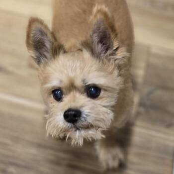 Yorkshire Terrier and Mixed Breed Dogs Available for Adoption in Rockville, Maryland - Pip | PetCurious