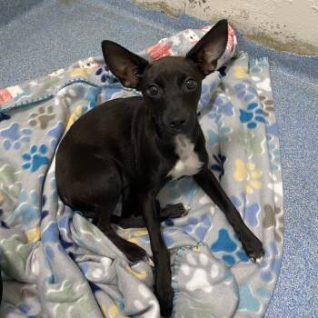 Jelly Bean -  Chihuahua Dog for Adoption in Gainesville, Florida - Jelly Bean | PetCurious