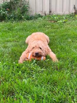 Max -  Goldendoodle Dog for Adoption in Wausau, Wisconsin - Max | PetCurious